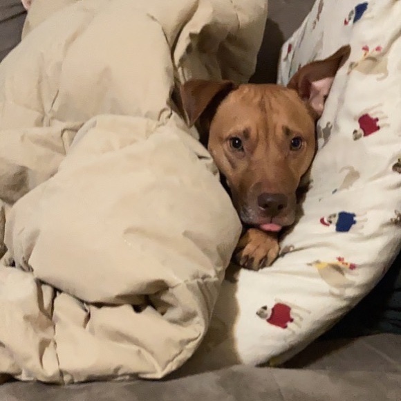 Cosmetic Bag - RESCUE ALL THE DOGS (: New - Picture 10 of 14